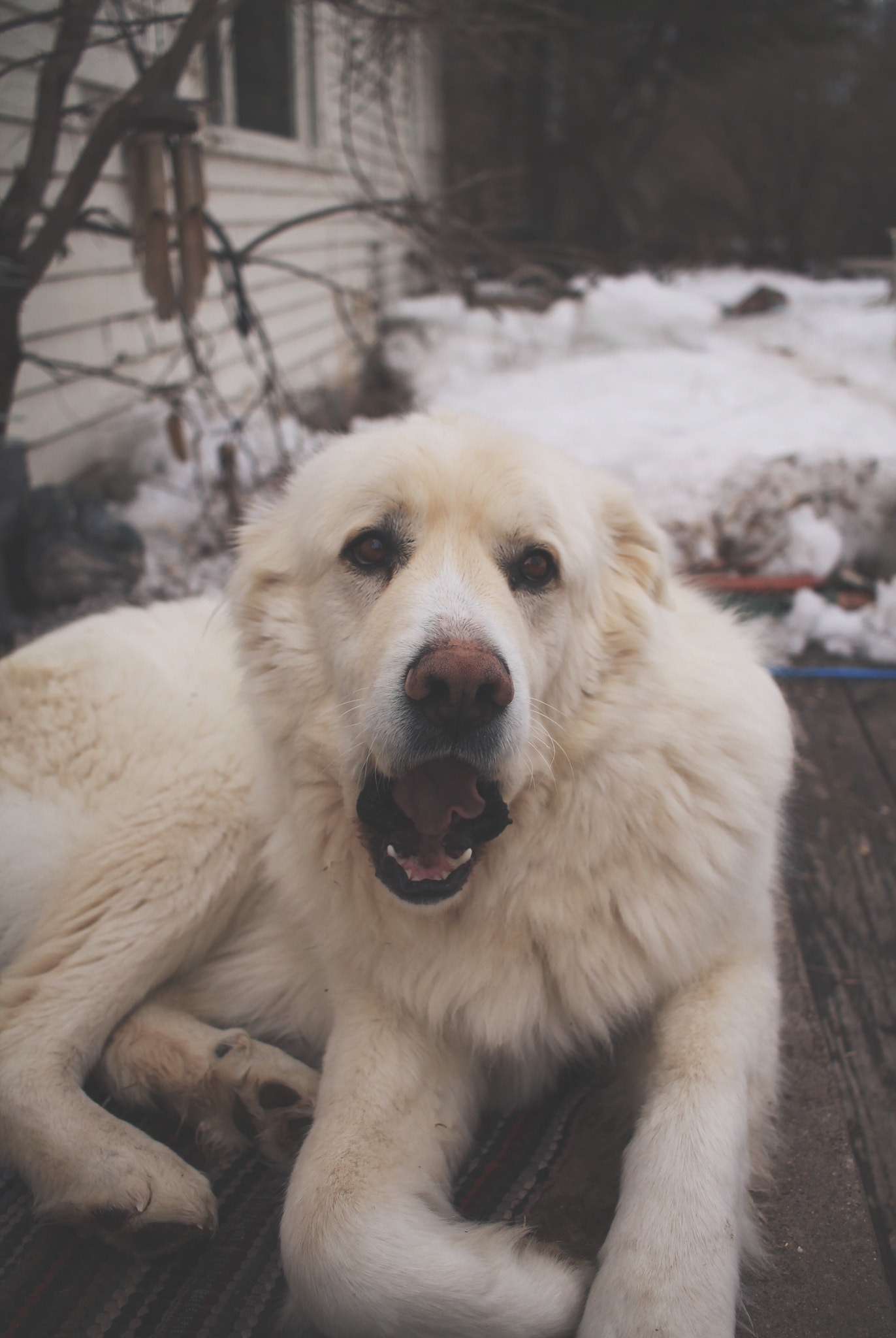 Canon EF-S 24mm F2.8 STM sample photo. Puppy photography