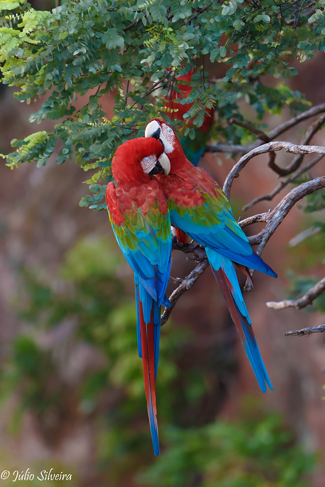 Canon EF 500mm F4L IS USM sample photo. Careless whisper photography