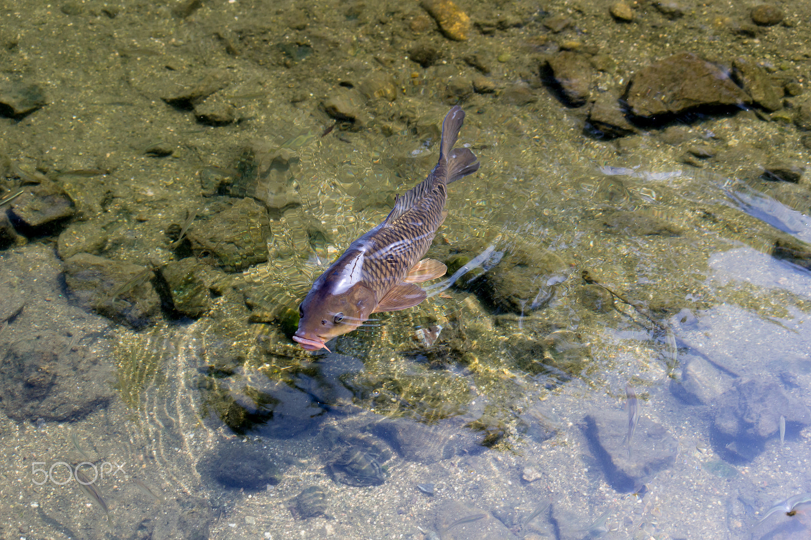 Canon EF-S 55-250mm F4-5.6 IS STM sample photo. Carp photography