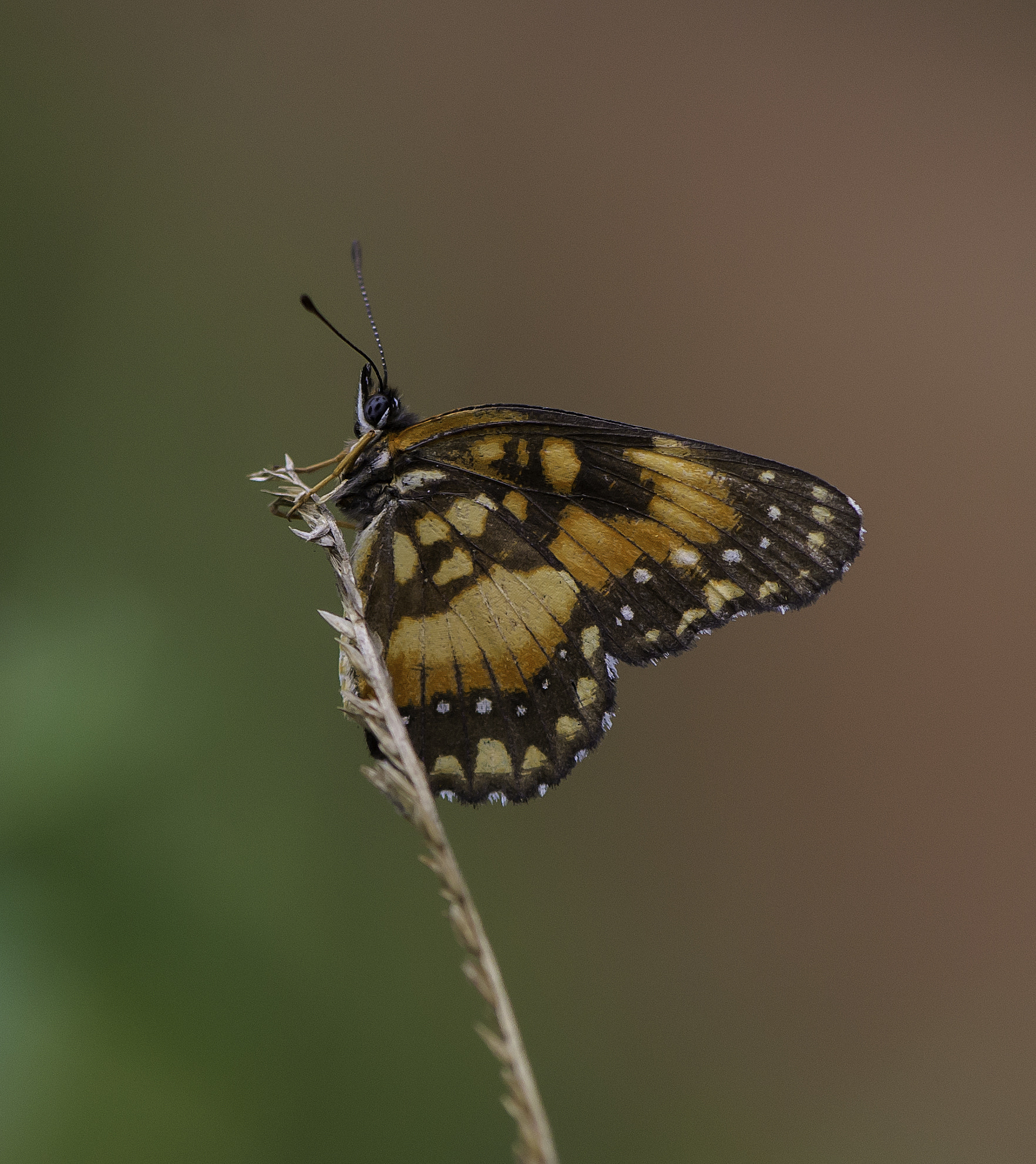 Nikon AF-S Micro-Nikkor 105mm F2.8G IF-ED VR sample photo. Lacinia iii photography