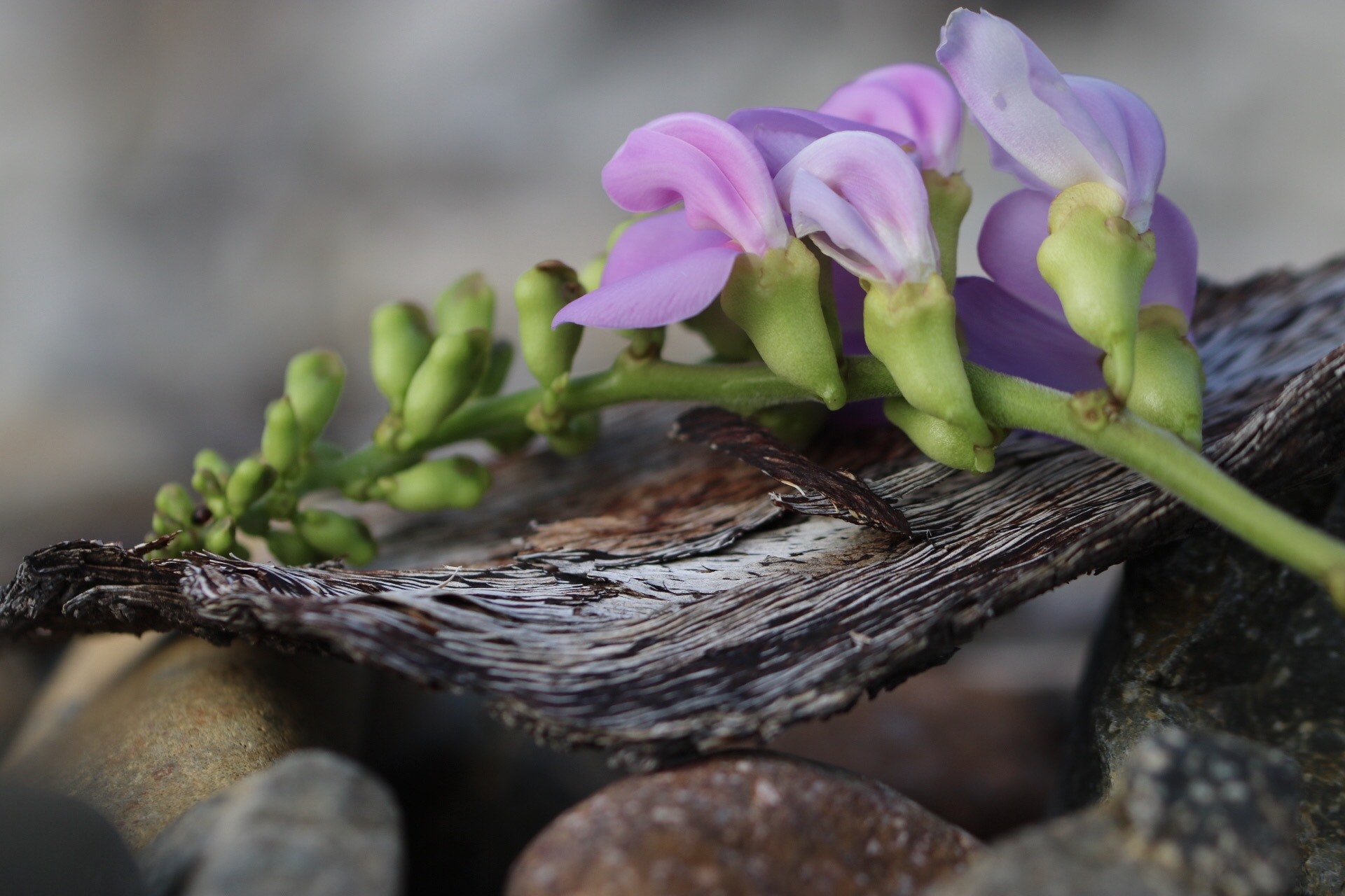 Canon EF 100mm F2.8L Macro IS USM sample photo. Curves photography