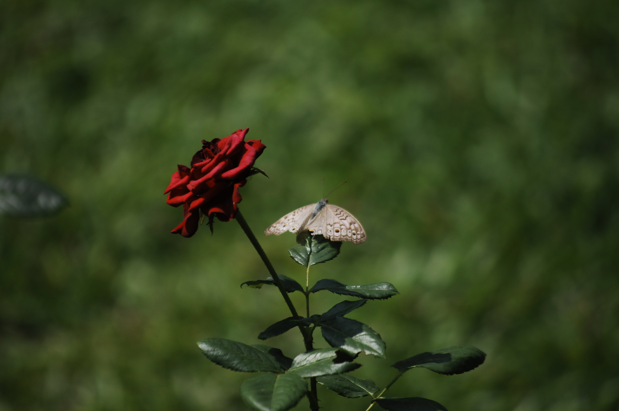 Nikon D2Xs sample photo. Ignored photography