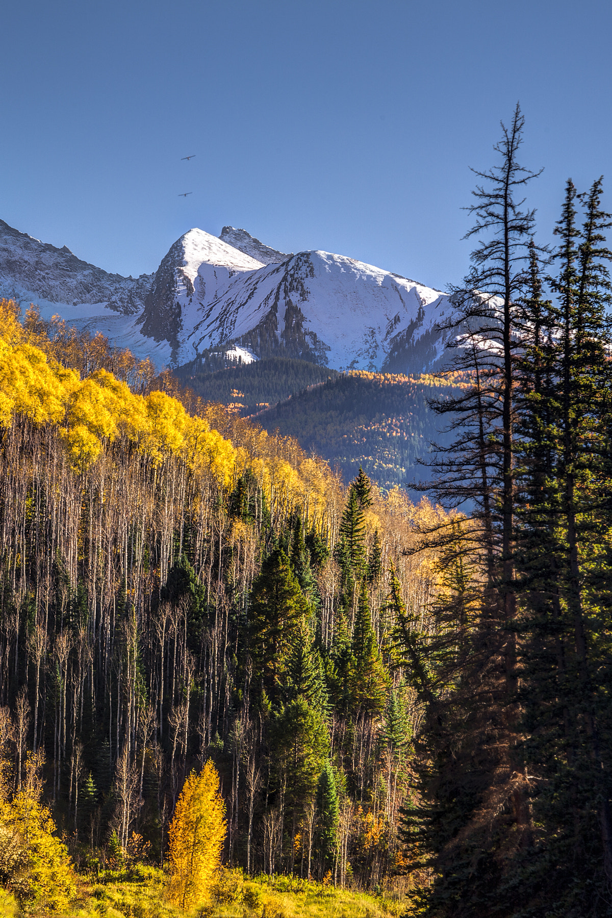 Canon EOS 5D Mark II + Canon EF 100-300mm F4.5-5.6 USM sample photo. Aspens at autumn photography