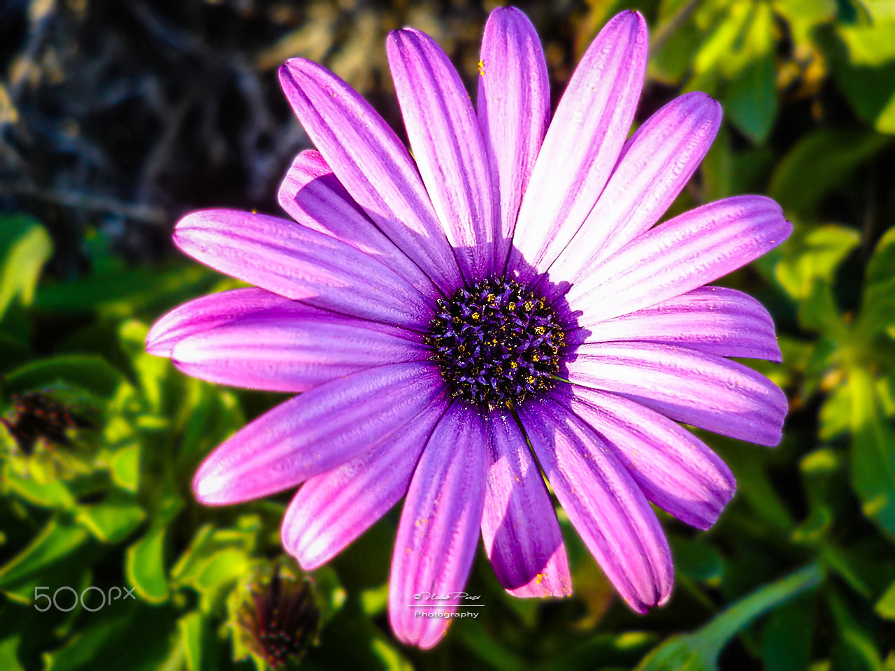 Sony DSC-P100 sample photo. Purple photography