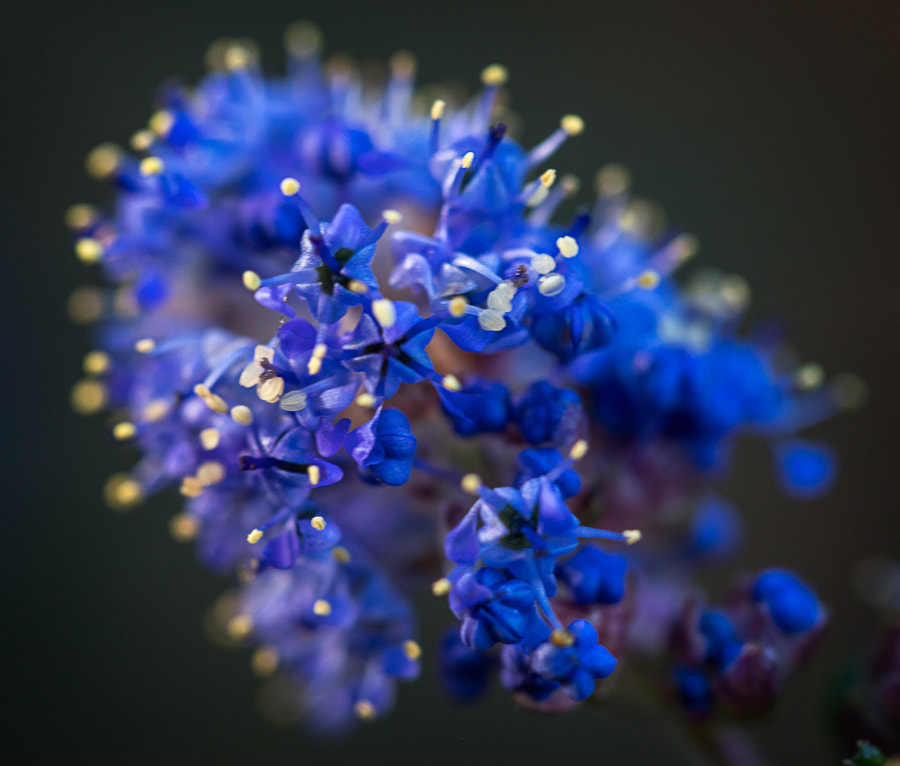 Canon EF 100mm F2.8 Macro USM sample photo. Burst photography