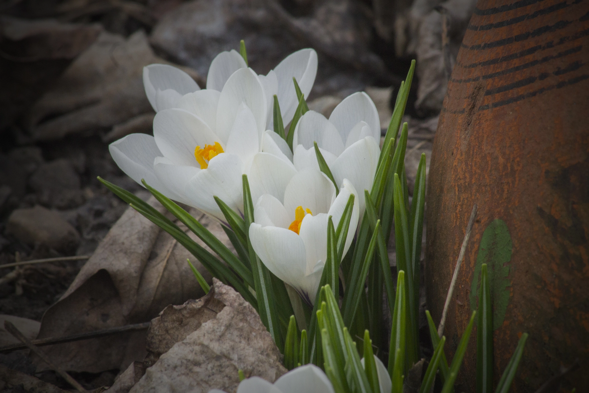 Canon EF 70-300mm F4-5.6 IS USM sample photo. First flowers to bloom and it is only the first fu ... photography