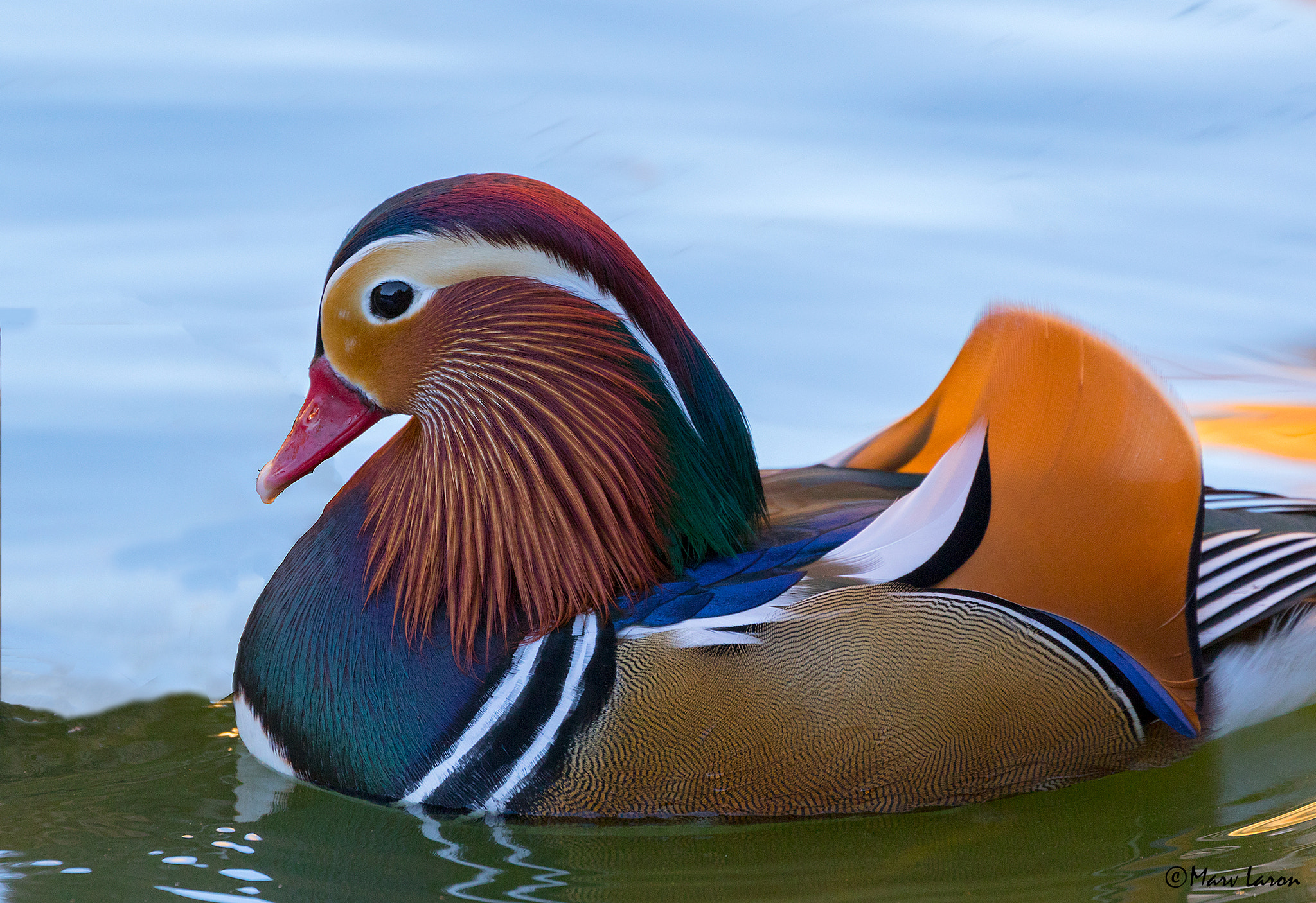Canon EF 70-300mm F4-5.6L IS USM sample photo