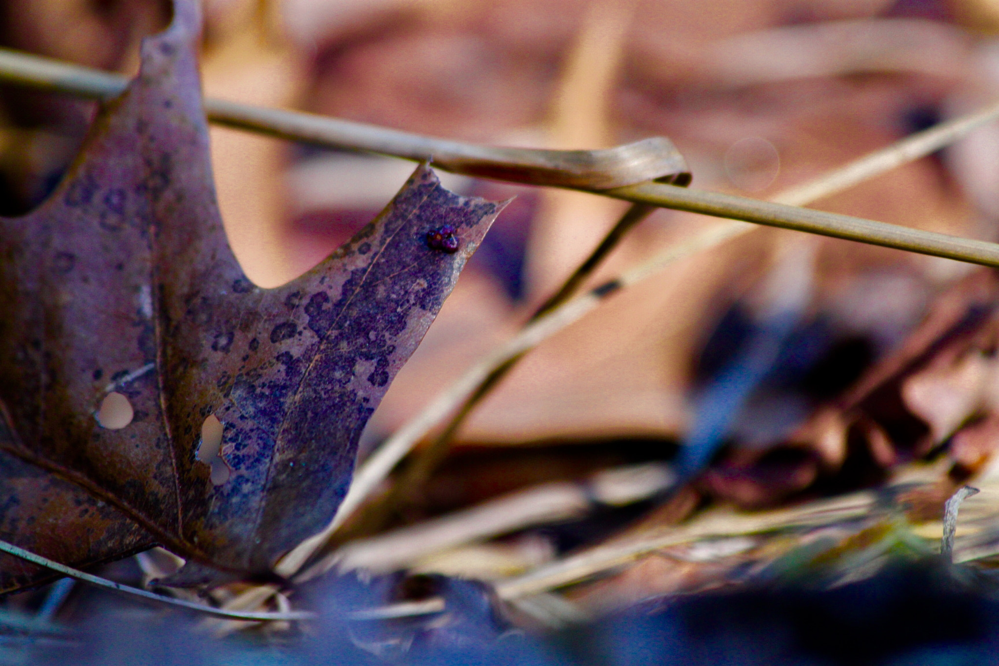 Canon EF 70-300mm F4-5.6 IS USM sample photo. Winter leaf photography