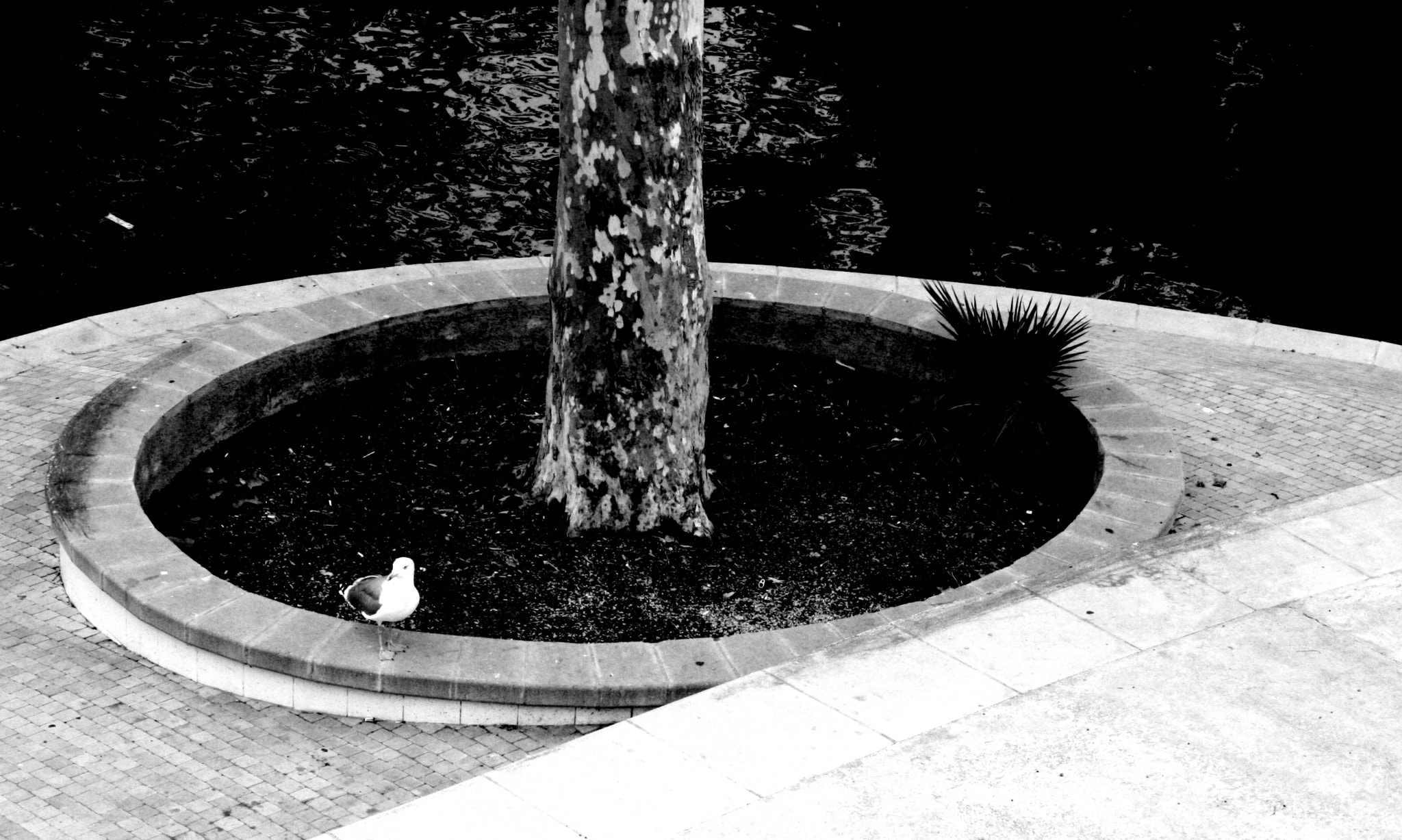 Canon EF-S 18-55mm F3.5-5.6 II sample photo. Textures photography