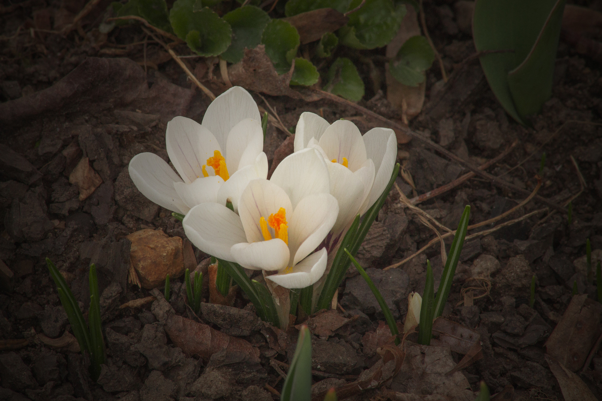 Canon EF 70-300mm F4-5.6 IS USM sample photo. This odd little crocus flower is already blooming. ... photography