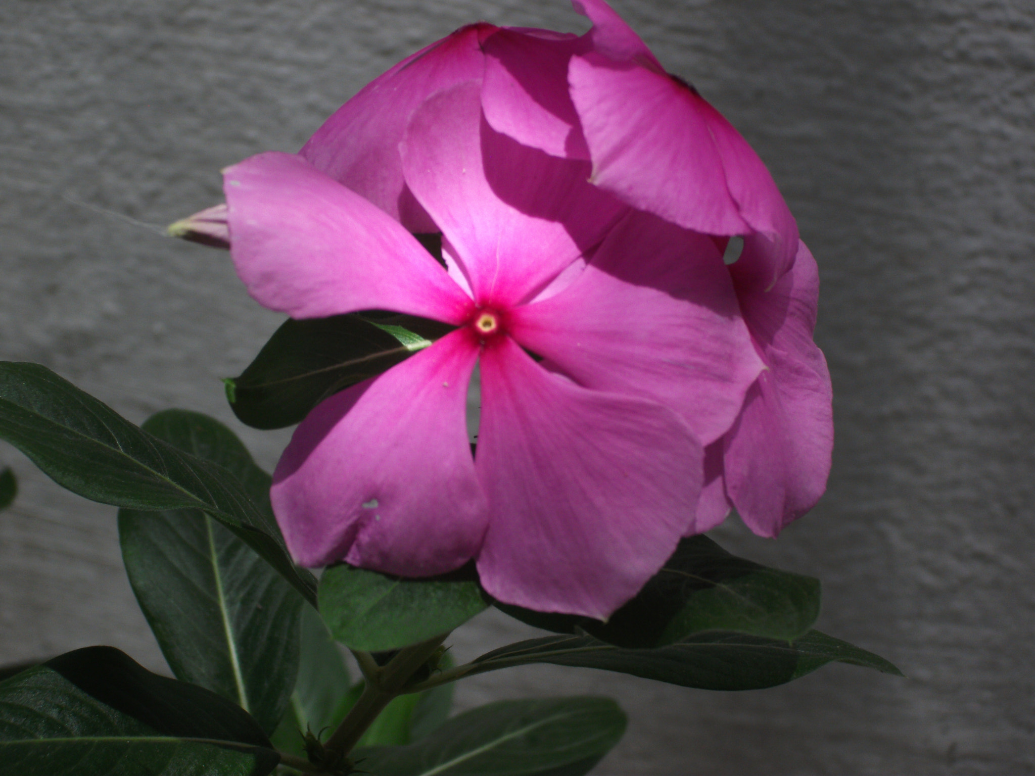 Fujifilm FinePix AV100 sample photo. Pink petals photography