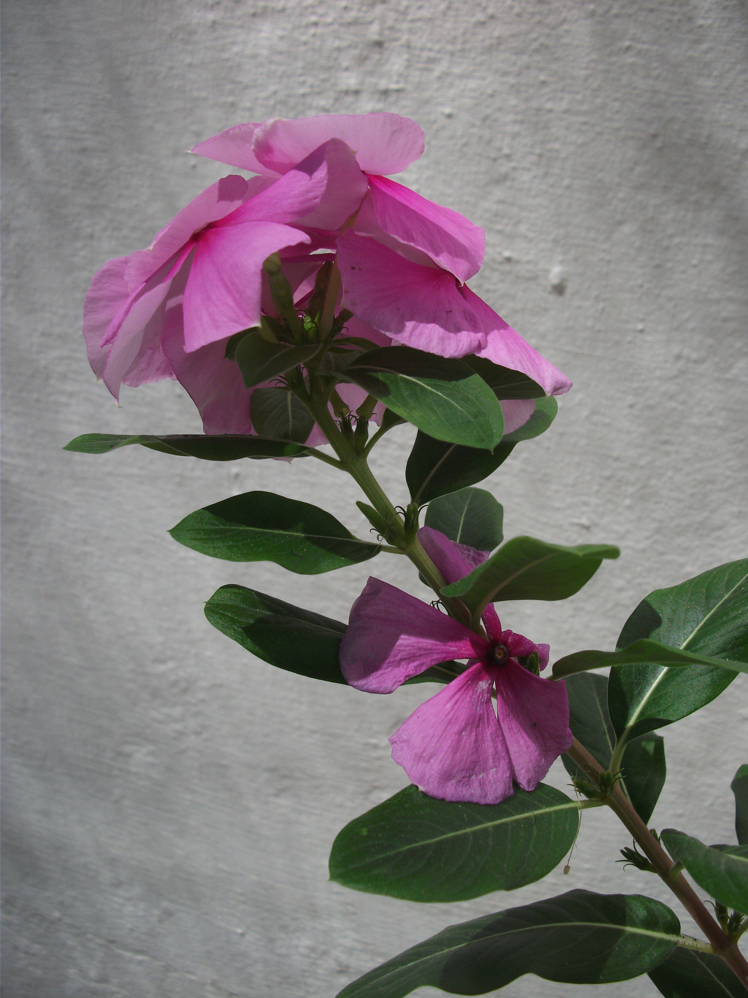 Fujifilm FinePix AV100 sample photo. Pink petals photography