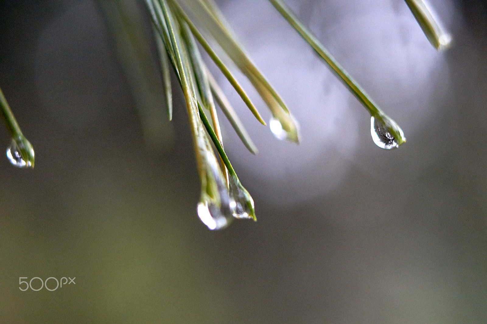 Sony a6000 sample photo. Pine needle drops photography