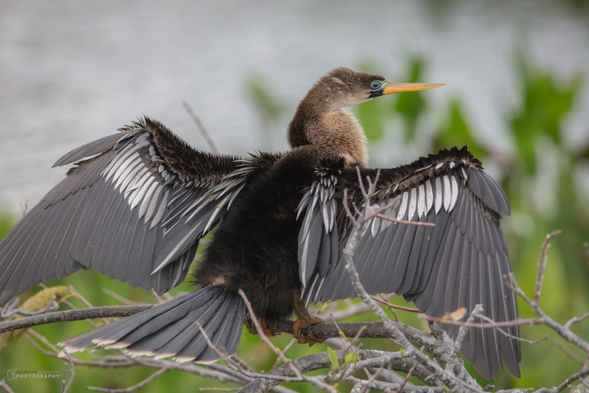 Canon EF 400mm F5.6L USM sample photo. Anhinga photography