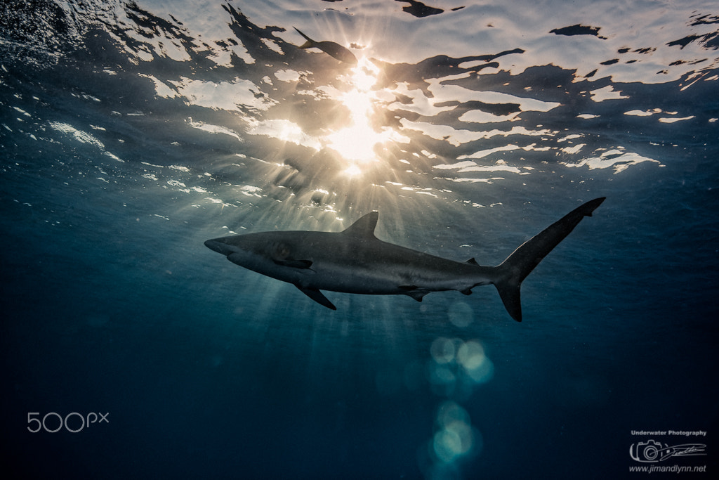 Nikon AF-S Nikkor 16-35mm F4G ED VR sample photo. Sea monster photography