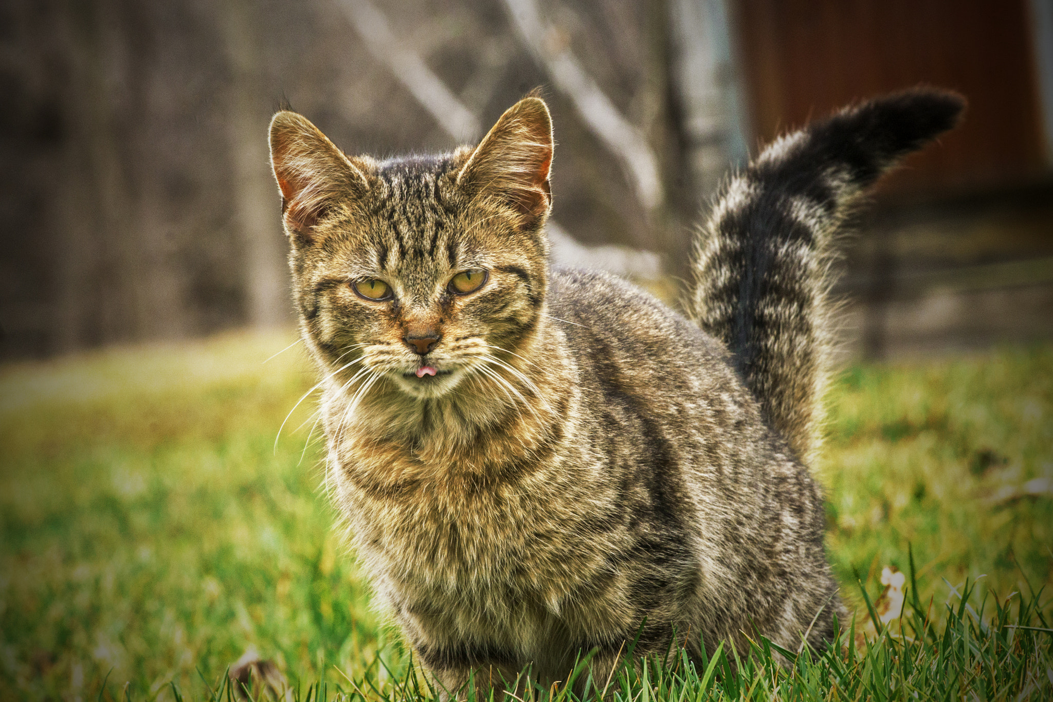 Canon EF 70-300mm F4-5.6 IS USM sample photo. Hungry, farm kitten. the kittens were full of play ... photography