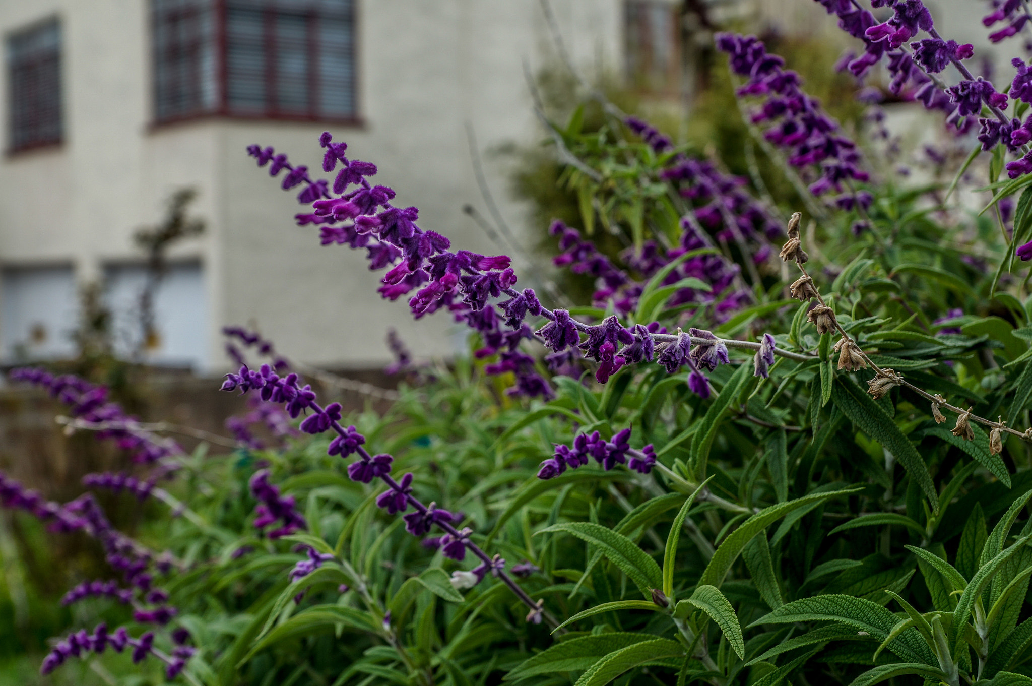 Sony SLT-A57 + Sony DT 16-50mm F2.8 SSM sample photo. Blooming photography