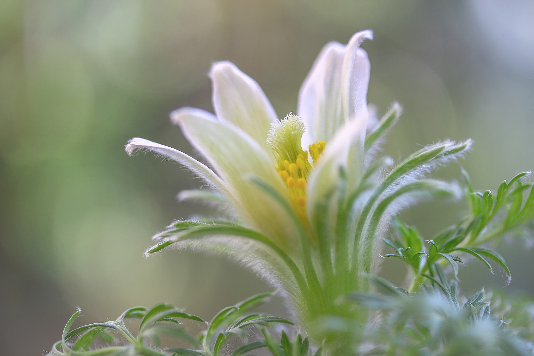 Canon EOS 760D (EOS Rebel T6s / EOS 8000D) + Canon EF-S 60mm F2.8 Macro USM sample photo. Pulsatilla. young stems and leaves are covered with white hair. photography