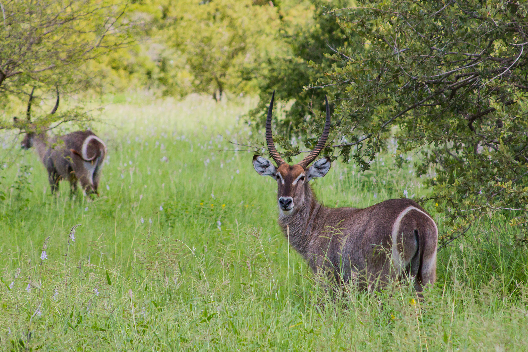 Canon EF 28-135mm F3.5-5.6 IS USM sample photo. Kruger national park photography