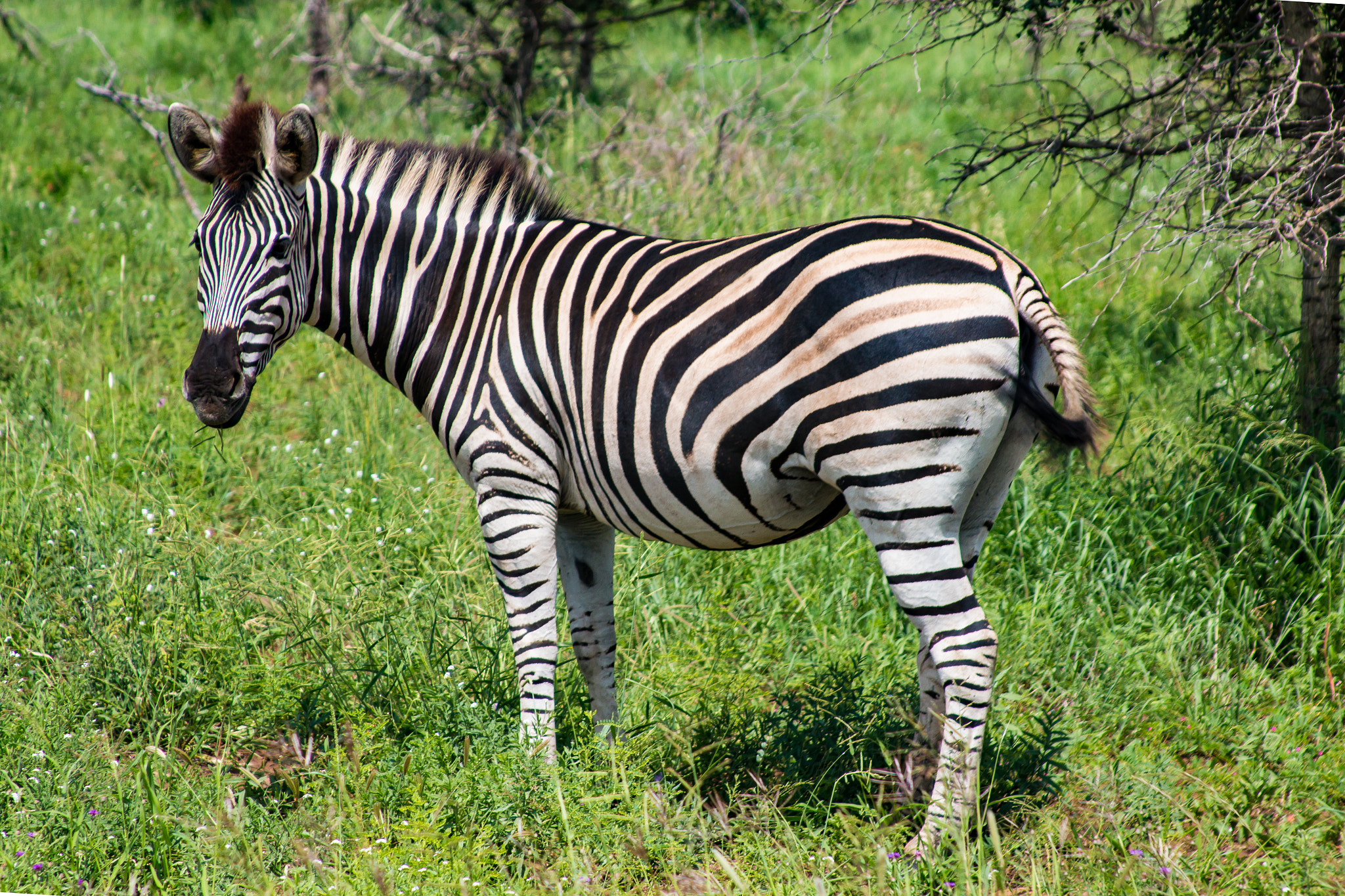 Canon EF 28-135mm F3.5-5.6 IS USM sample photo. Kruger national park photography