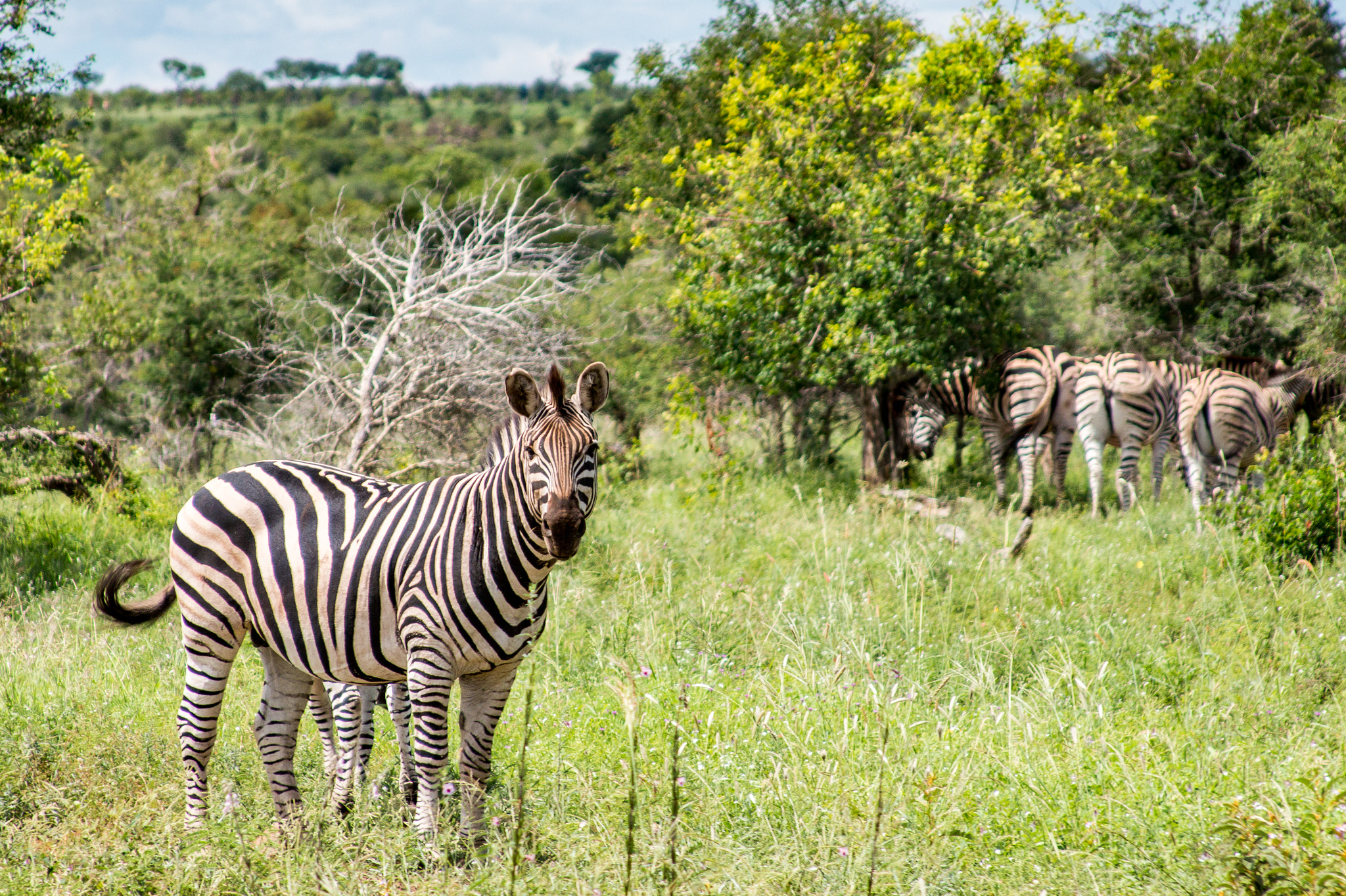 Canon EF 28-135mm F3.5-5.6 IS USM sample photo. Kruger national park photography