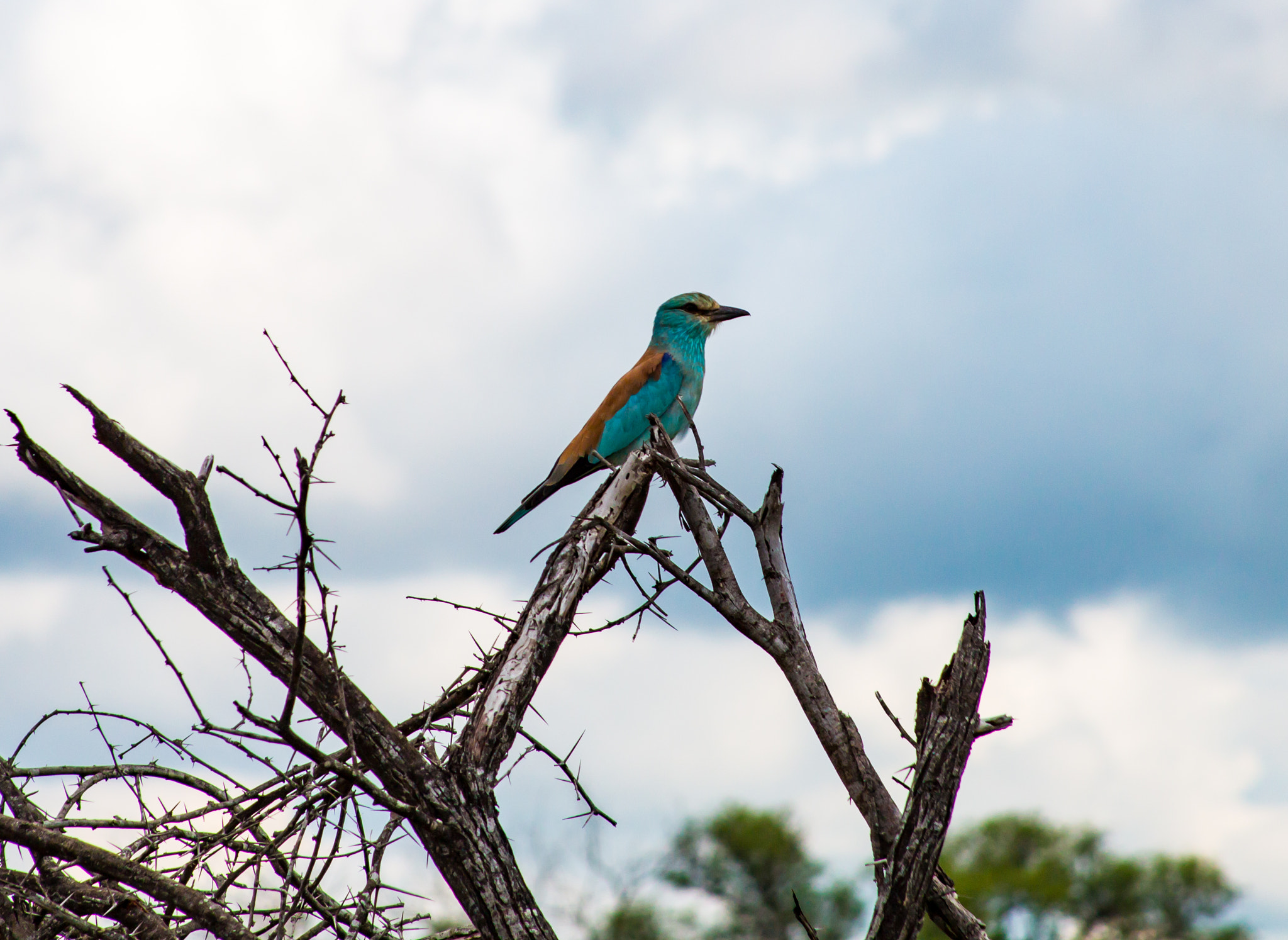 Canon EF 28-135mm F3.5-5.6 IS USM sample photo. Kruger national park photography