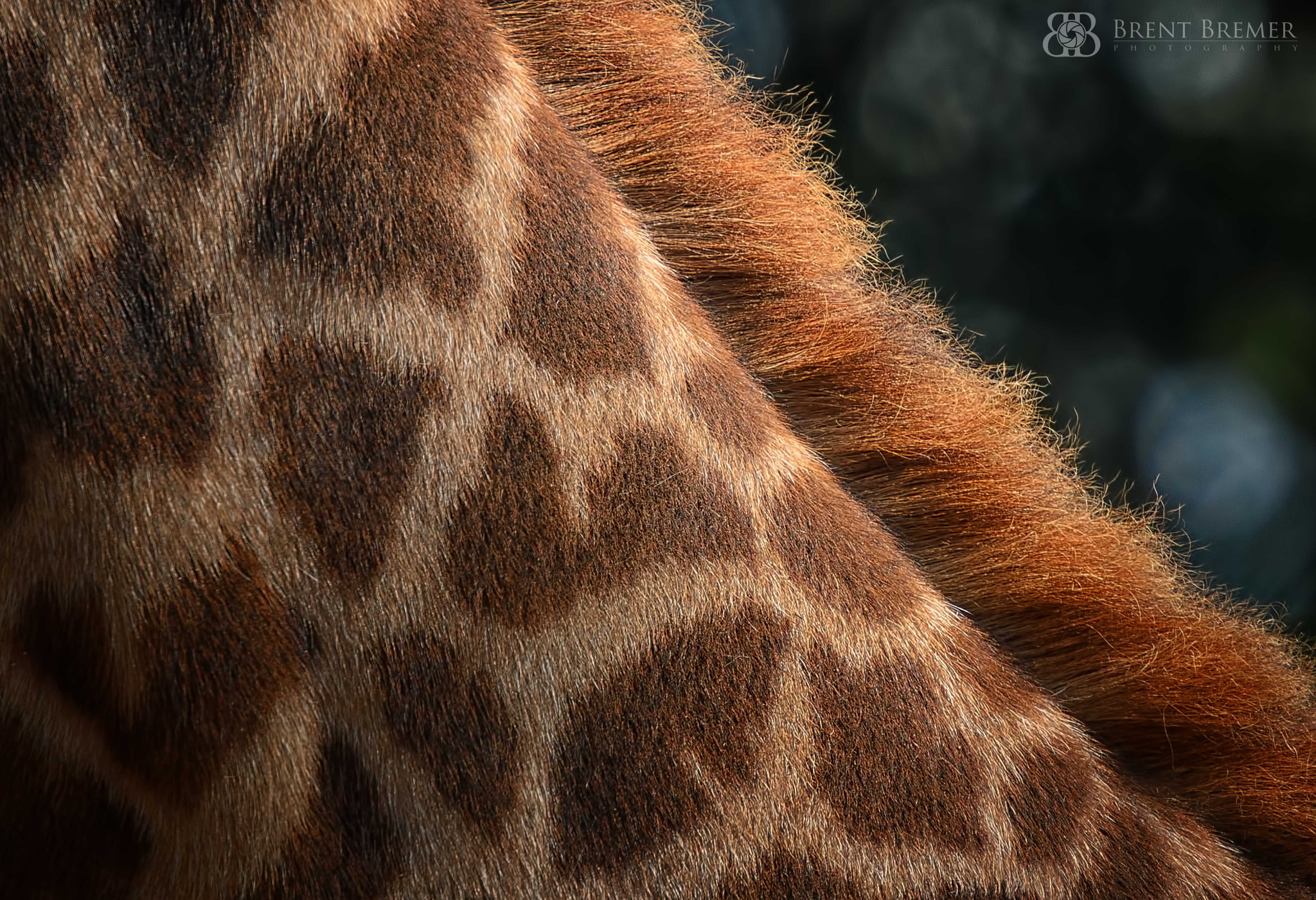 Nikon AF-S Nikkor 70-200mm F2.8G ED VR II sample photo. Giraffe photography