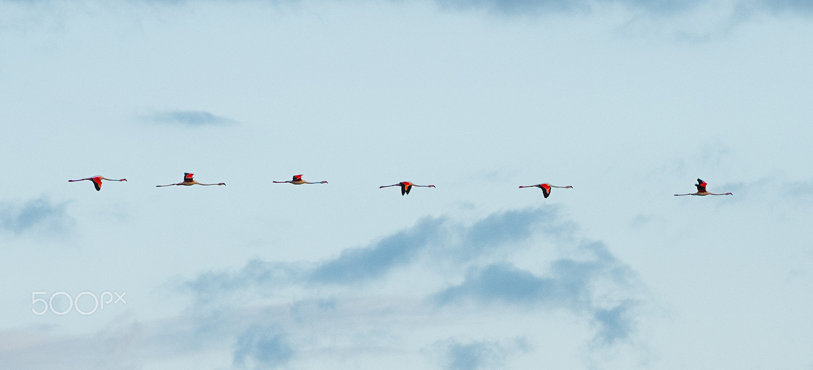 Nikon D810 sample photo. Flamingos : phases of flight photography