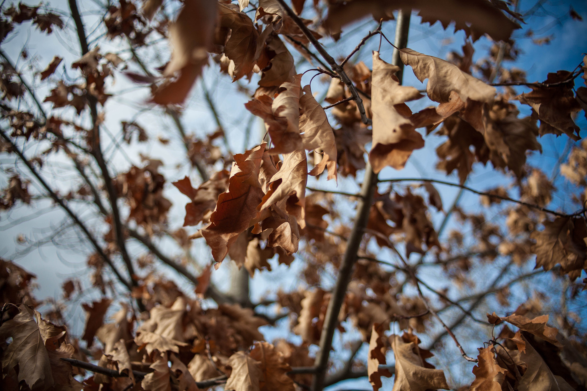 Canon EF 28-80mm f/3.5-5.6 sample photo. Winter leaves photography