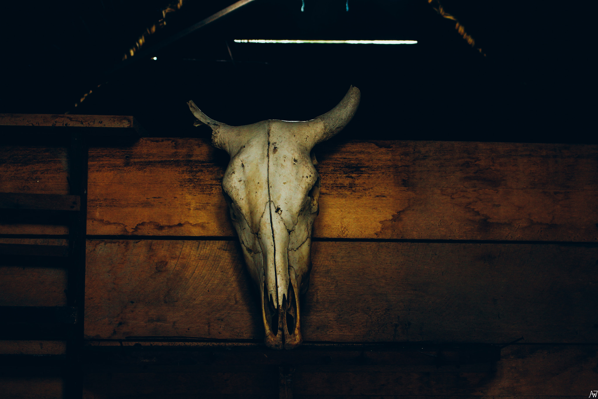 Canon EOS 1200D (EOS Rebel T5 / EOS Kiss X70 / EOS Hi) sample photo. Bullskull photography