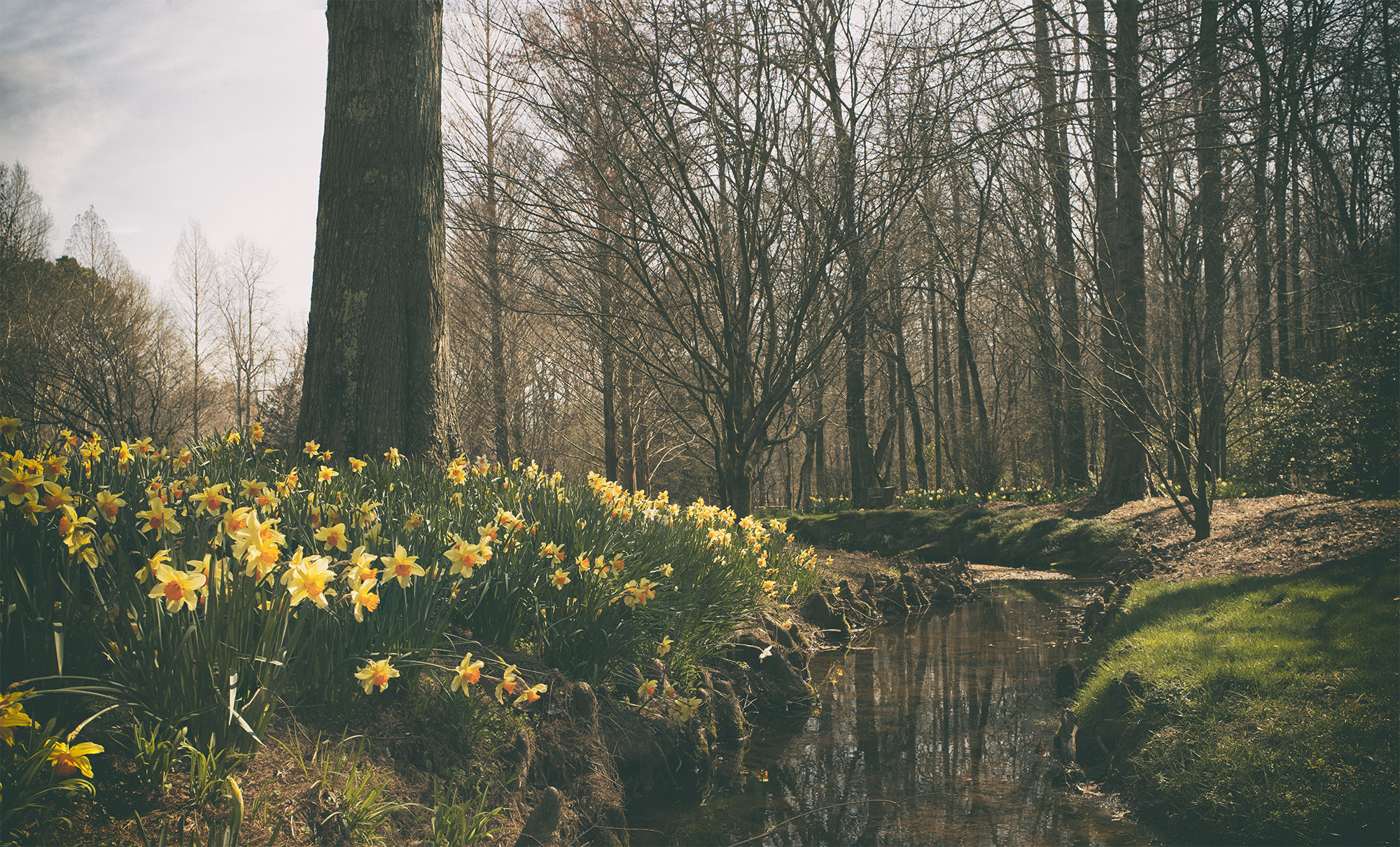 Phase One IQ180 sample photo. It's spring! photography