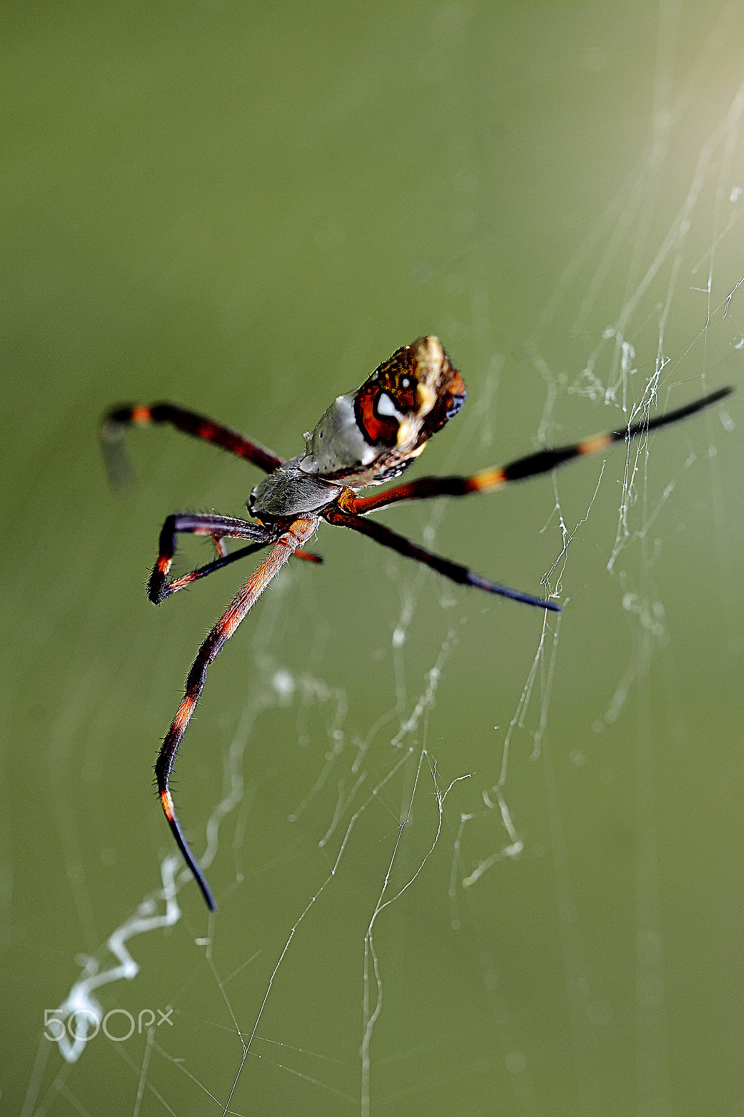 Sigma 150mm F2.8 EX DG Macro HSM sample photo. Aranha de jardim- garden spider photography