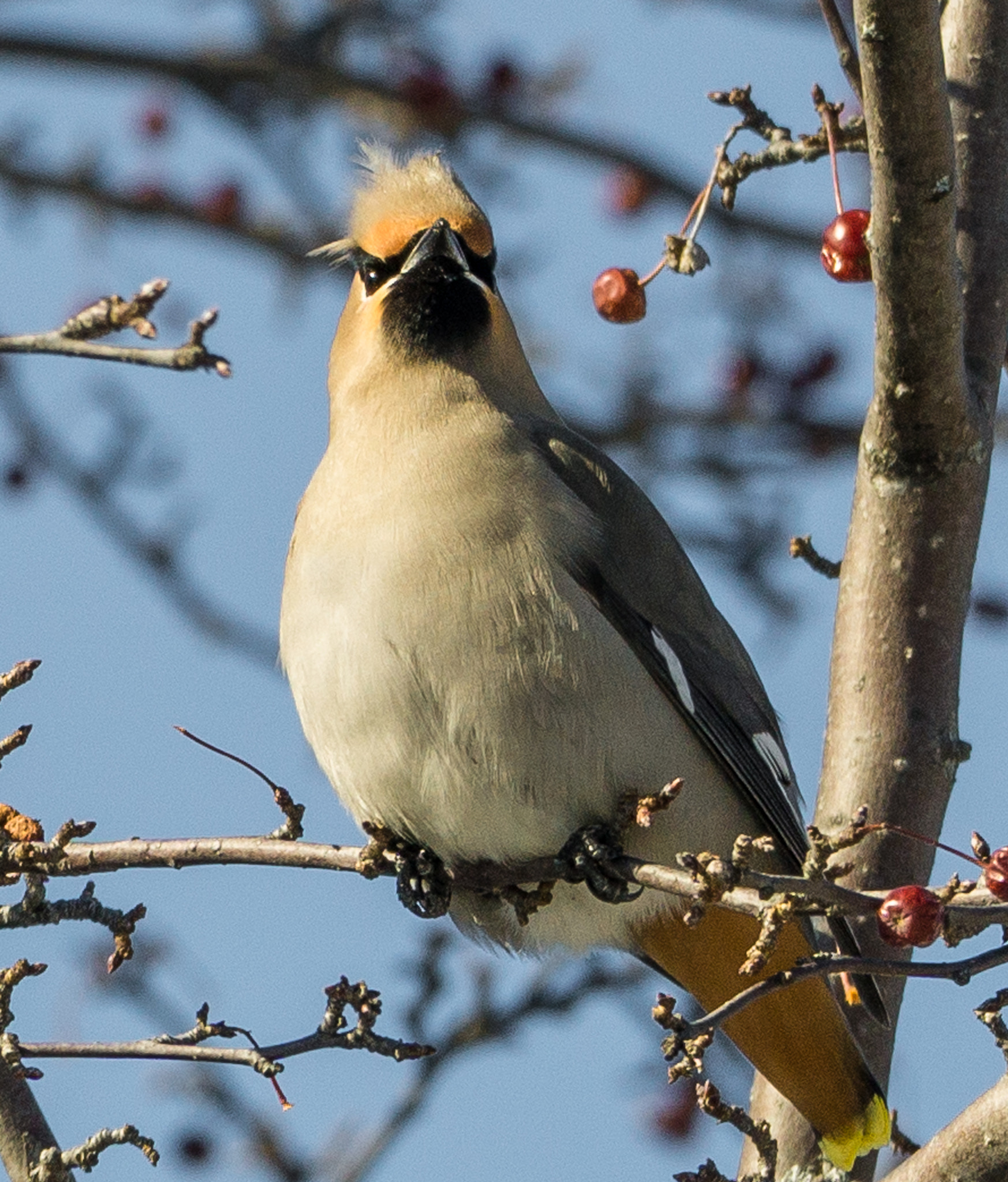Sony a6000 + Sony FE 70-200mm F4 G OSS sample photo. Jaseur boréal photography