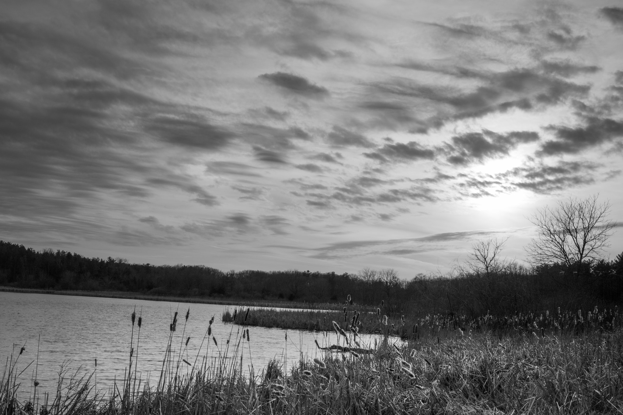 Canon EF-S 24mm F2.8 STM sample photo. Mcdonald woods sky photography