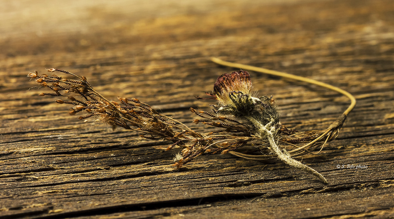 Sigma 105mm F2.8 EX DG OS HSM sample photo. Little flower .. photography