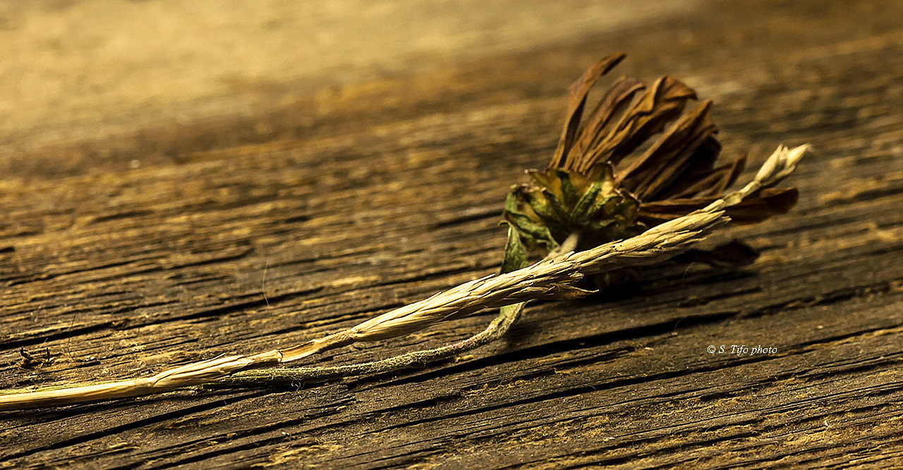 Sigma 105mm F2.8 EX DG OS HSM sample photo. Old .. photography