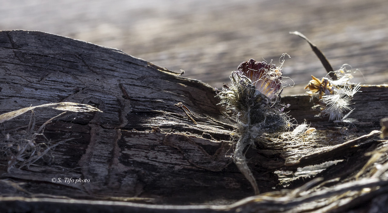 Sigma 105mm F2.8 EX DG OS HSM sample photo. In the light .. 2 .. photography