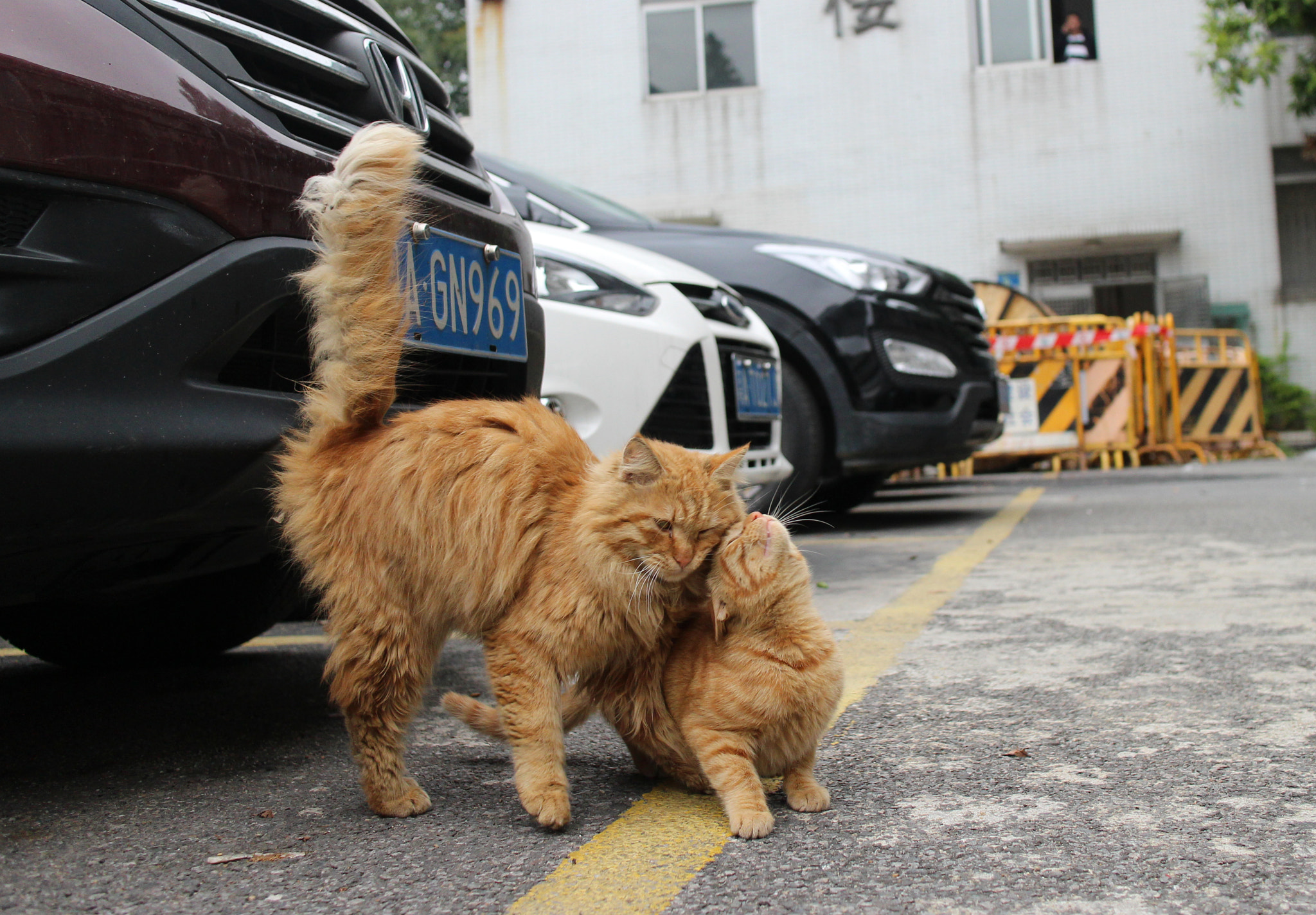 Canon EOS M2 sample photo. Img photography