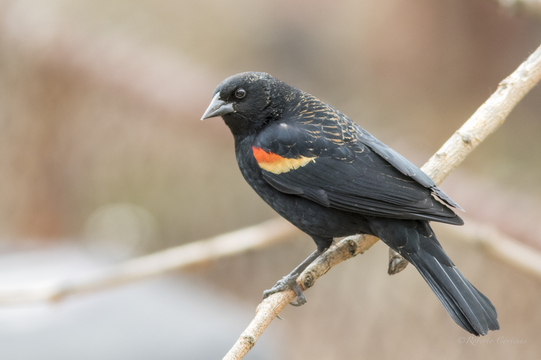Canon EF 300mm F4L IS USM sample photo. Red-winged blackbird photography