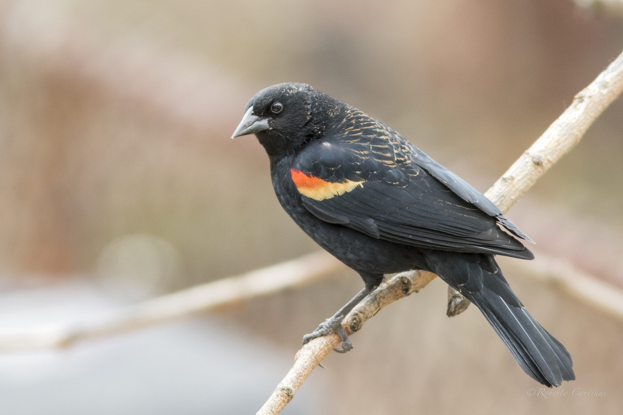 Canon EOS 7D Mark II + Canon EF 300mm F4L IS USM sample photo. Red-winged blackbird photography