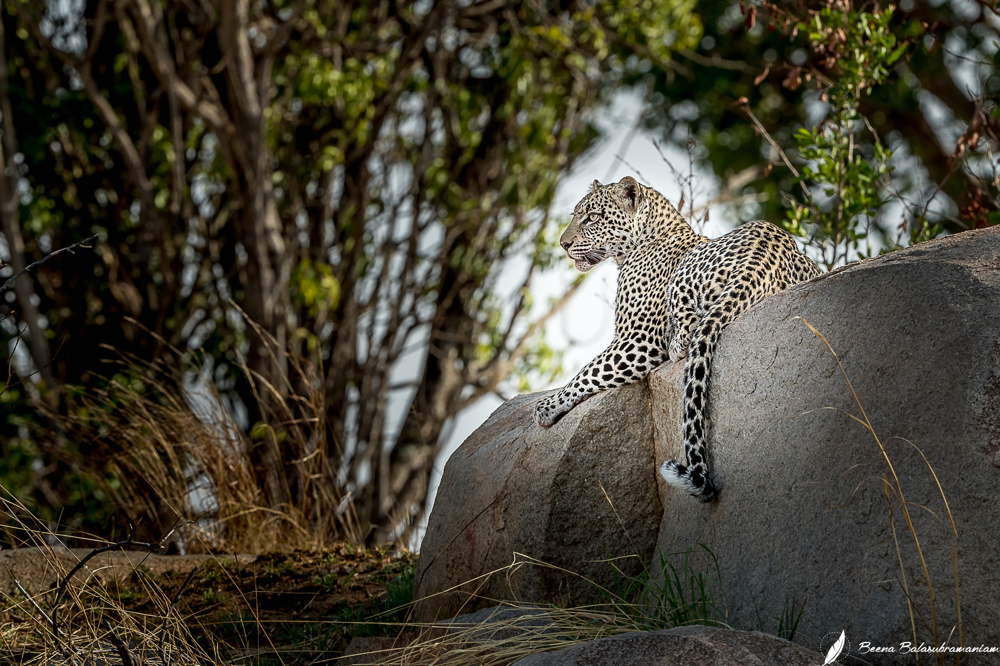 Canon EF 200-400mm F4L IS USM Extender 1.4x sample photo. The enchanting young leopardess photography
