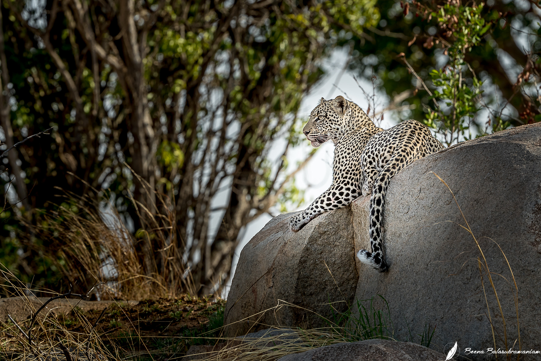 Canon EOS-1D X Mark II + Canon EF 200-400mm F4L IS USM Extender 1.4x sample photo. The enchanting young leopardess photography