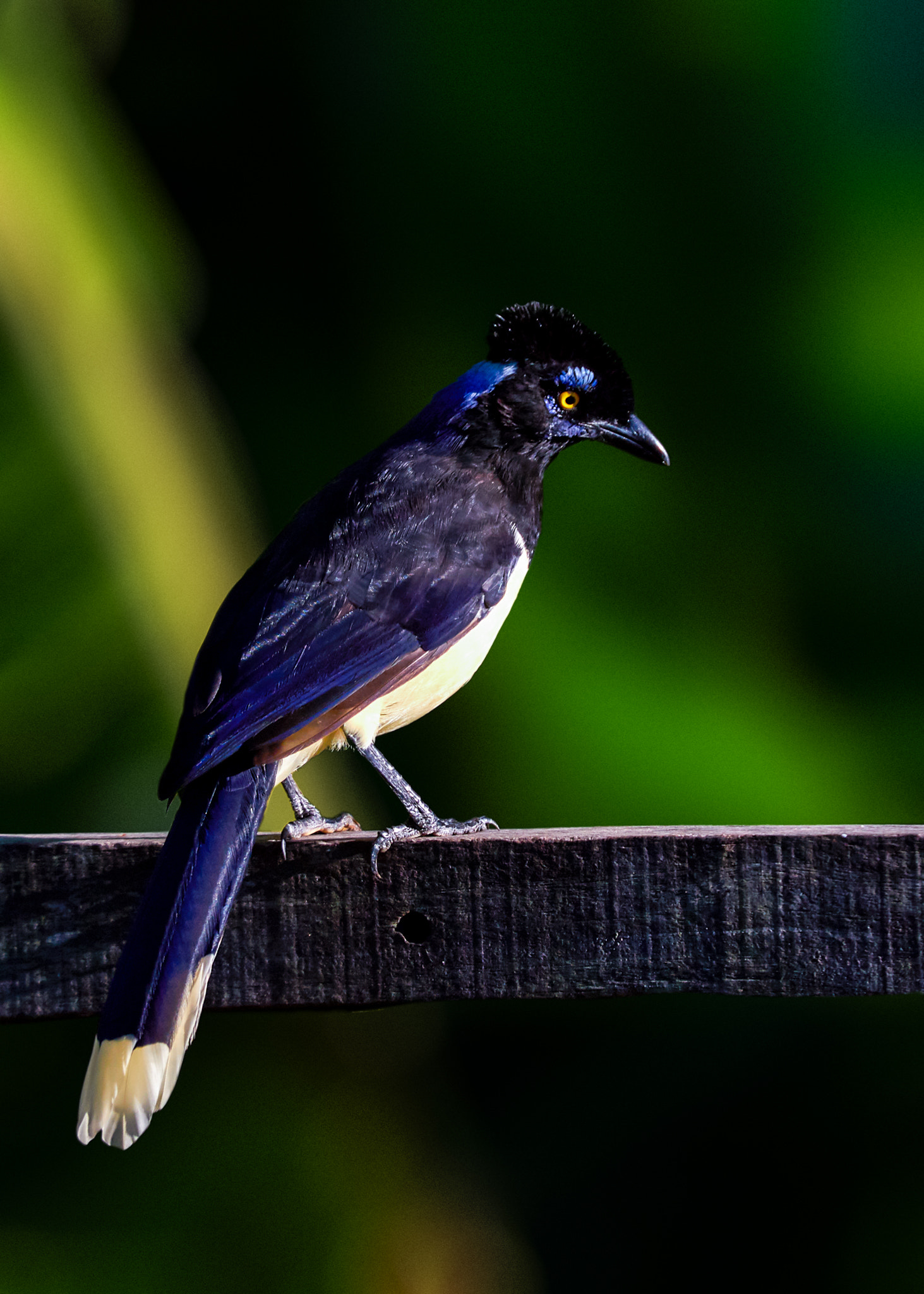 Canon EF 100-400mm F4.5-5.6L IS USM sample photo. Plush-crested jay (cyanocorax chrysops) photography