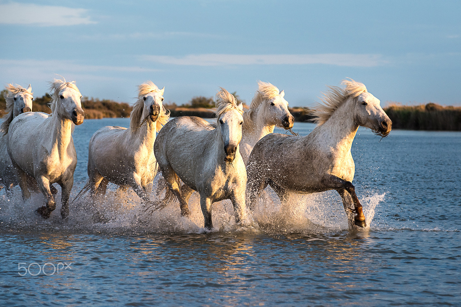 Nikon D810 sample photo. Camargue wild horses 2 photography