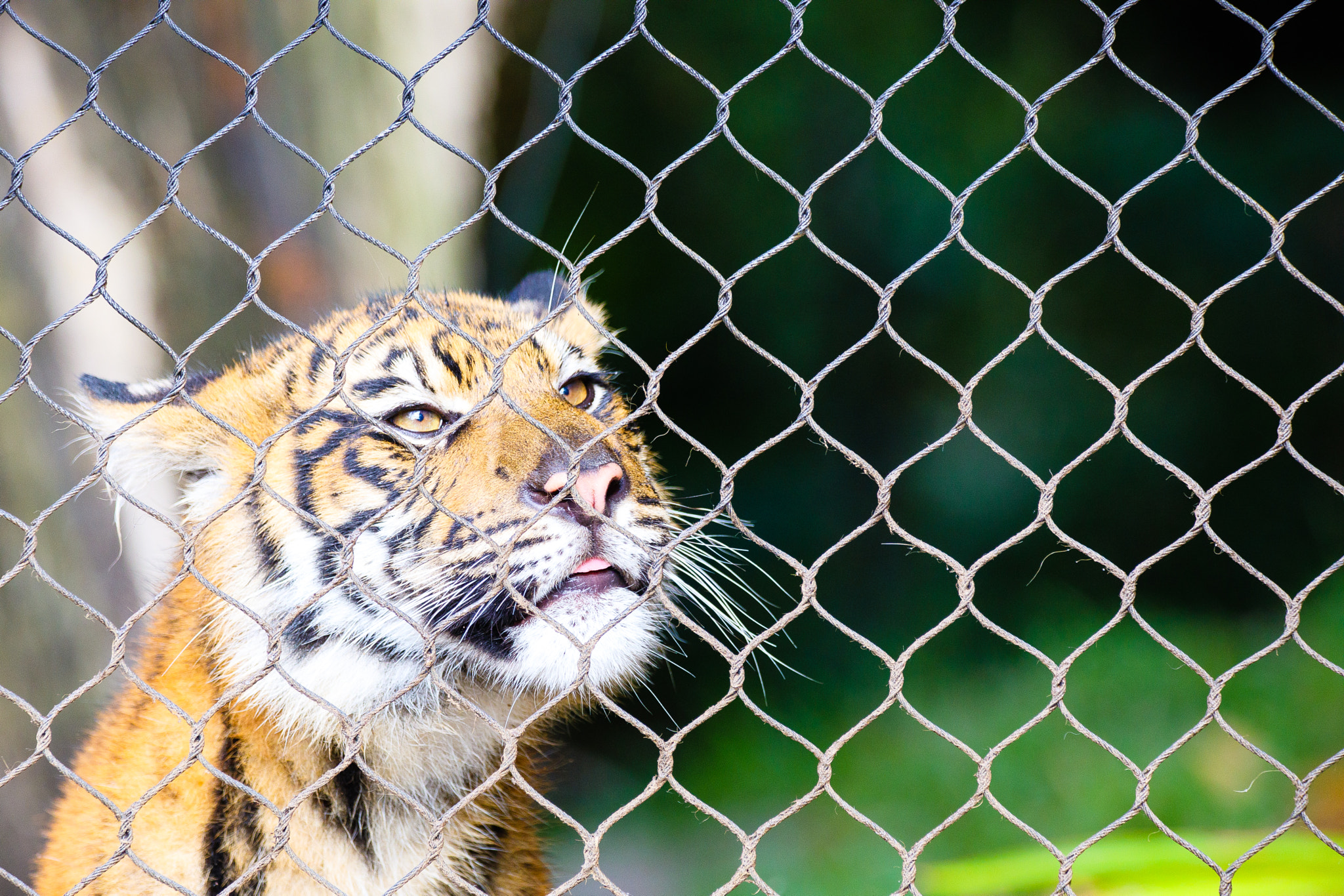 150-600mm F5-6.3 DG OS HSM | Contemporary 015 sample photo. Tiger at the safari park photography