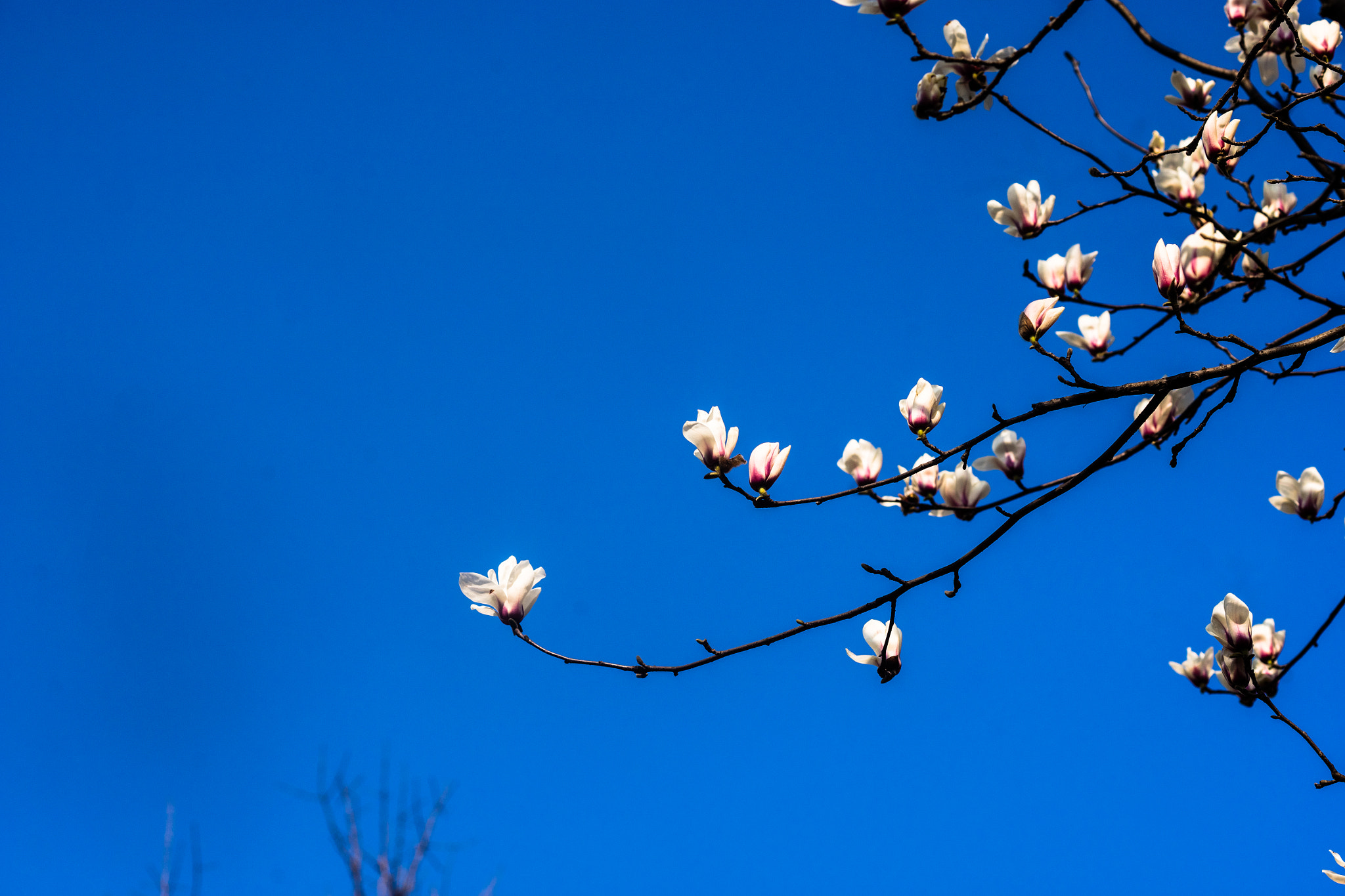 Sony a7 + Sony 100mm F2.8 Macro sample photo. Yulan blooming again photography