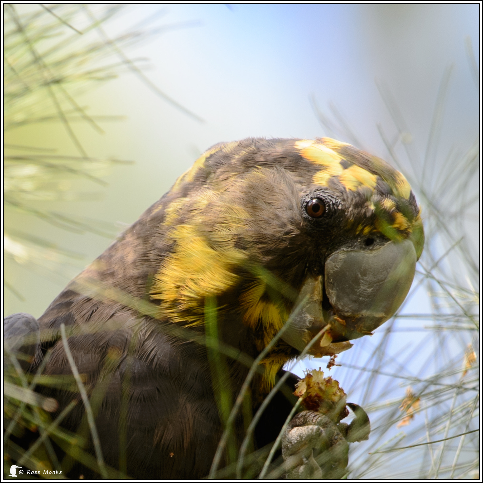 Nikon D4 sample photo. Glossy black cockatoo (female) feeding photography