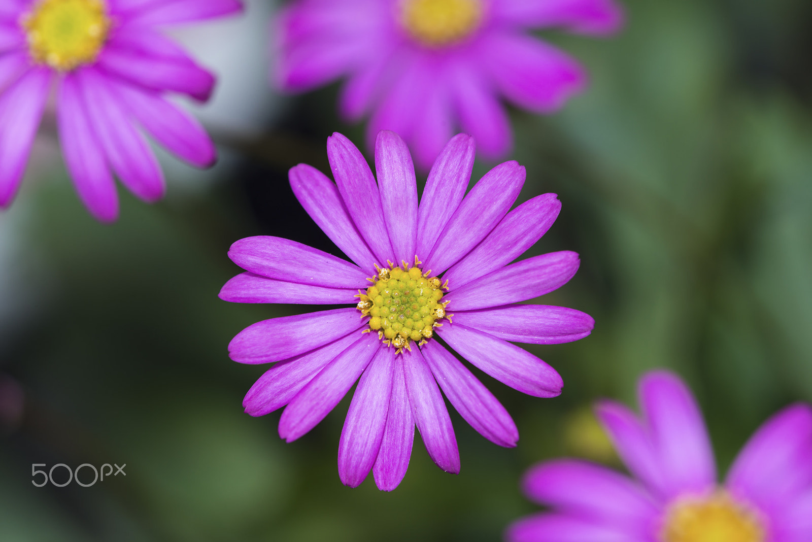 Nikon D800 + Nikon AF Micro-Nikkor 200mm F4D ED-IF sample photo. Pink brachyscome photography