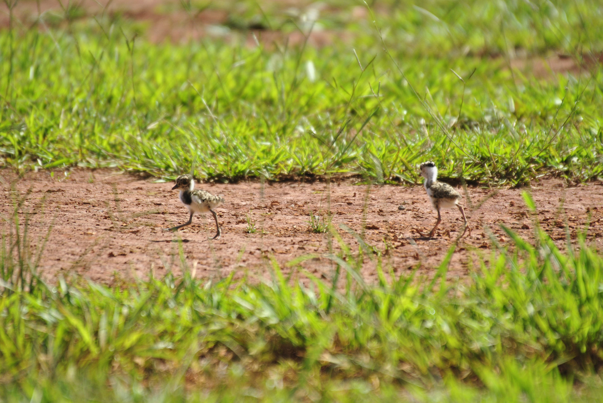 Sigma 50-500mm F4-6.3 EX APO RF HSM sample photo. Corre!  photography