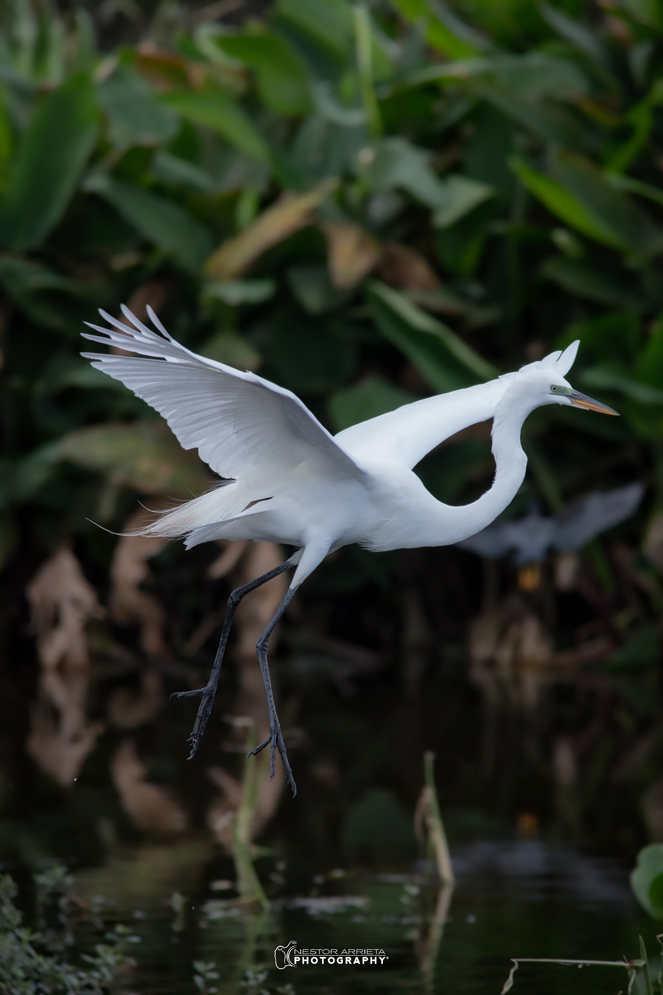 Canon EF 400mm F5.6L USM sample photo. Great egretb photography